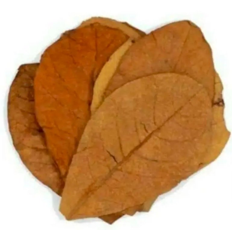 Indian Almond Leaves (Catappa) natural aquarium and aquaculture product from Indonesia
