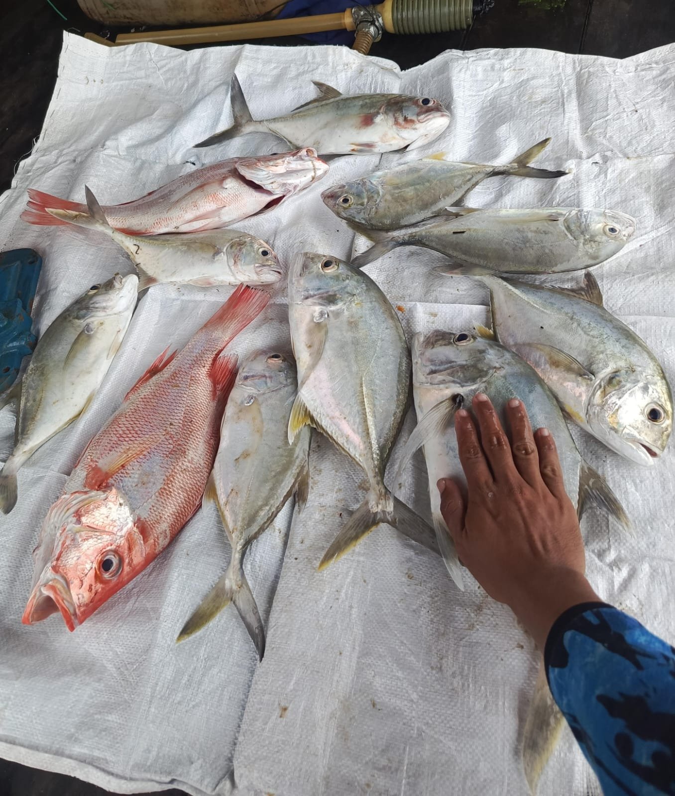 wood pellet processing